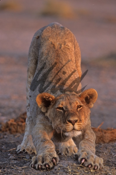 african lion cub Draw card