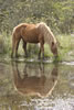 Wild Horses: Image