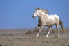 Wild Horses: Image